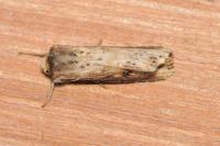 Axylia putris