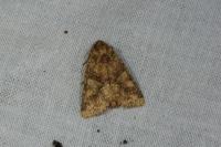 Conisania luteago olbiena