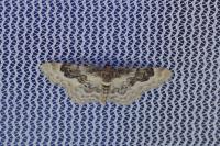 Idaea rusticata