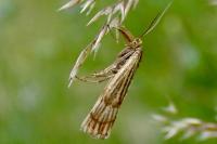 Chrysocrambus linetella