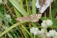 Ematurga atomaria