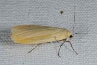 Wittia sororcula