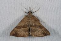 Hypena proboscidalis