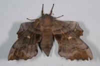 Laothoe populi