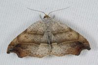 Laspeyria flexula