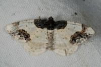 Ligdia adustata
