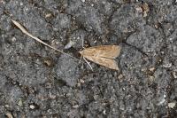 Parapoynx stratiotata