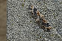 Eupithecia linariata/pulchellata/pyreneata