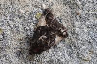 Aedia funesta