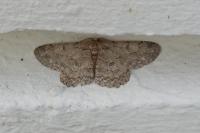 Hypomecis punctinalis