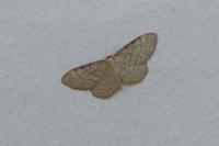Idaea humiliata