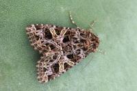 Sideridis rivularis