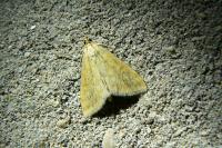 Mecyna flavalis