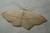 Scopula imitaria