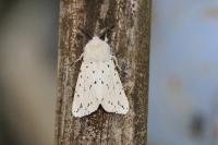 Spilosoma lubricipeda