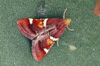 Pyralis sagarrai