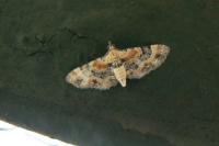 Eupithecia linariata