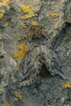 Thaumetopoea pityocampa