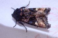 Euplexia lucipara