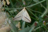 Rhodometra sacraria
