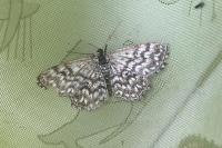 Scopula tessellaria