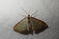 Idaea humiliata