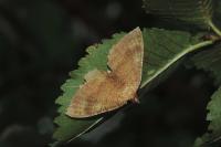 Camptogramma bilineata