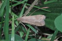 Nomophila noctuella