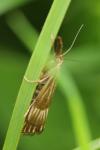 Chrysocrambus linetella