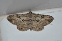 Peribatodes rhomboidaria rhomboidaria