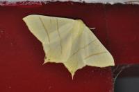 Ourapteryx sambucaria