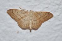 Idaea aversata