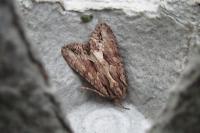 Apamea monoglypha monoglypha