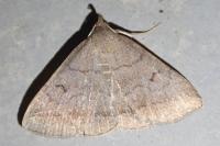 Zanclognatha lunalis