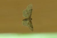 Idaea rusticata