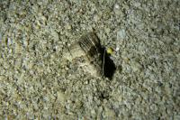 Nola squalida