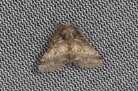 Gluphisia crenata