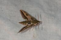 Hyles euphorbiae