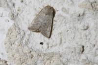 Hoplodrina ambigua/blanda