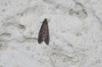 Ephestia