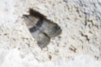 Sciota rhenella