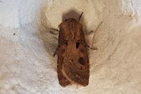 Agrotis exclamationis exclamationis