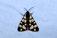 Arctia villica