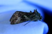 Autographa gamma