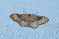 Idaea degeneraria