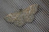 Scopula immorata