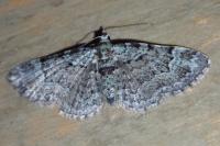 Pasiphila rectangulata