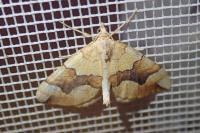 Cidaria fulvata