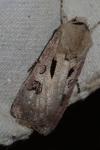 Agrotis exclamationis exclamationis