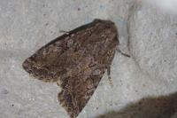Fissipunctia ypsillon